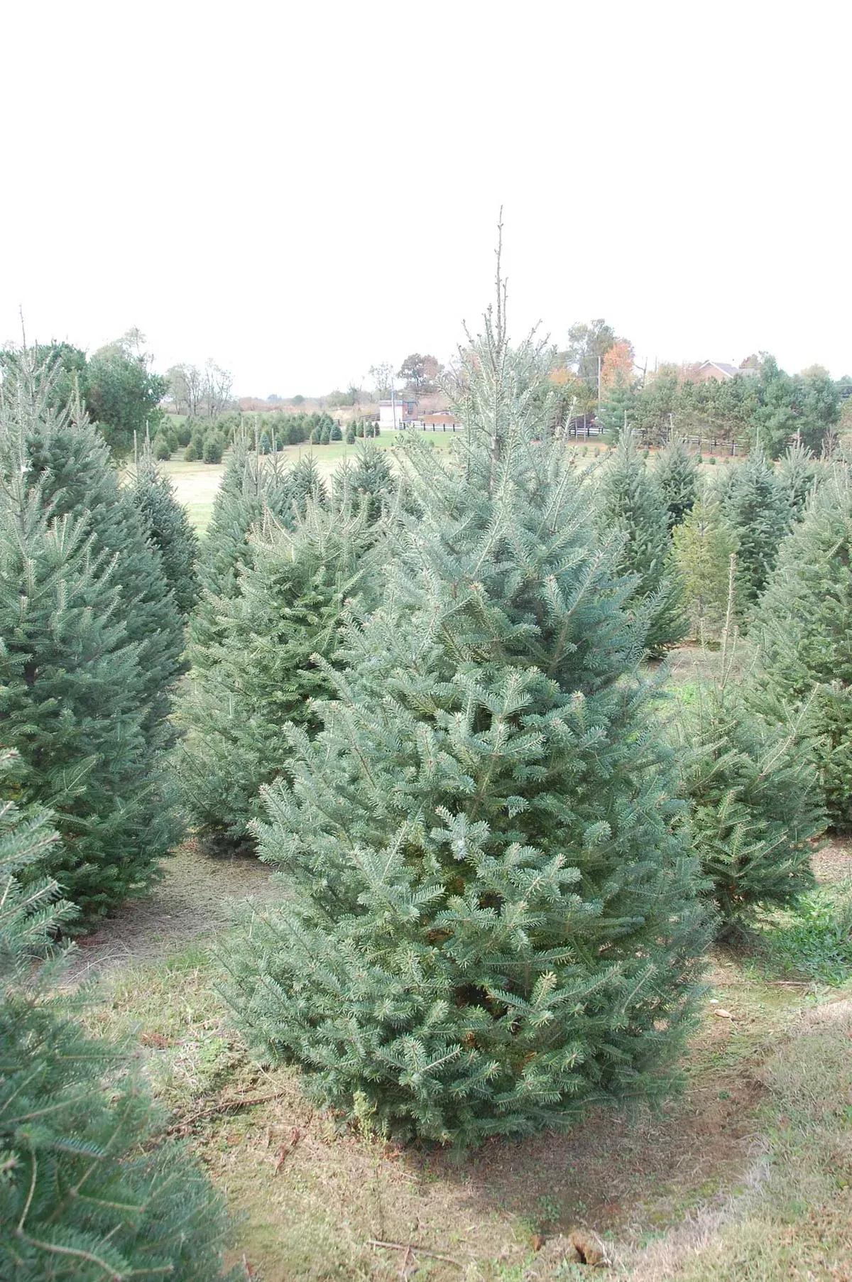 Close up of a healthy, well-shaped Fraser fir