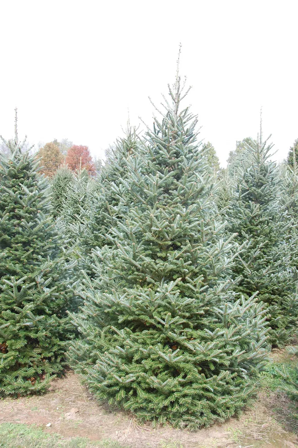 A freshly grown Fraser fir ready to select and cut