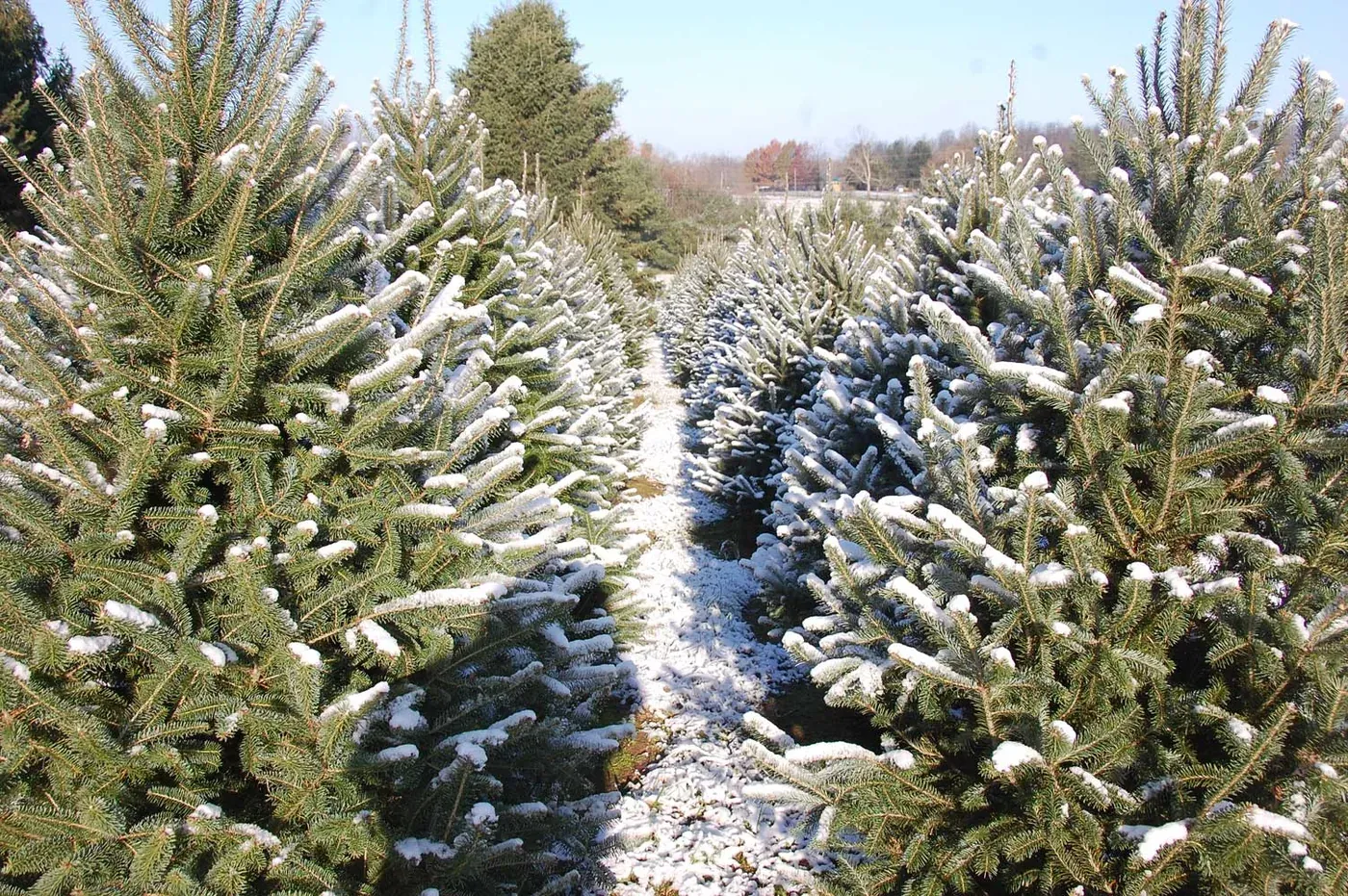 Christmas at Nieman’s Tree Farm