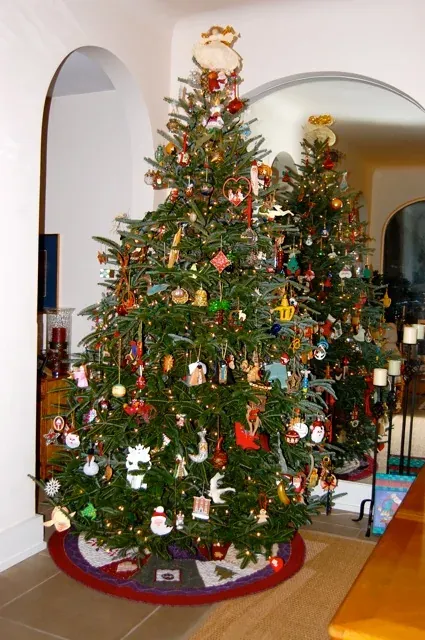 Fraser firs on the farm