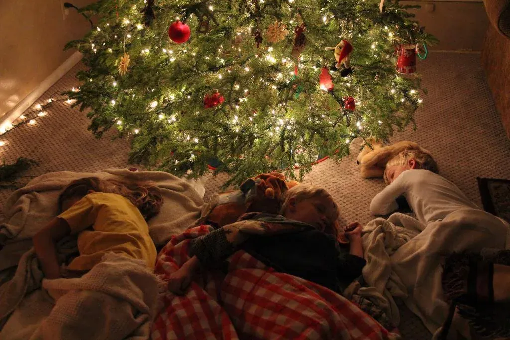 A field of Christmas trees