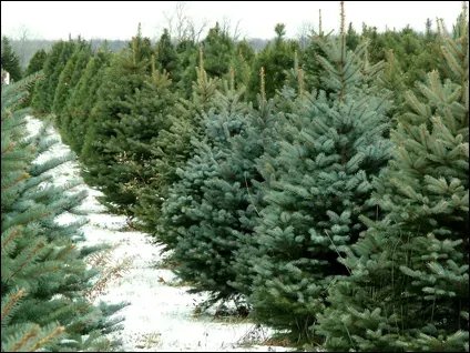 A Nieman’s tree at home