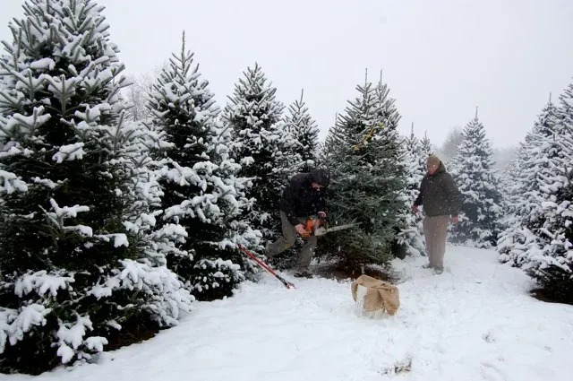 Trees ready to select