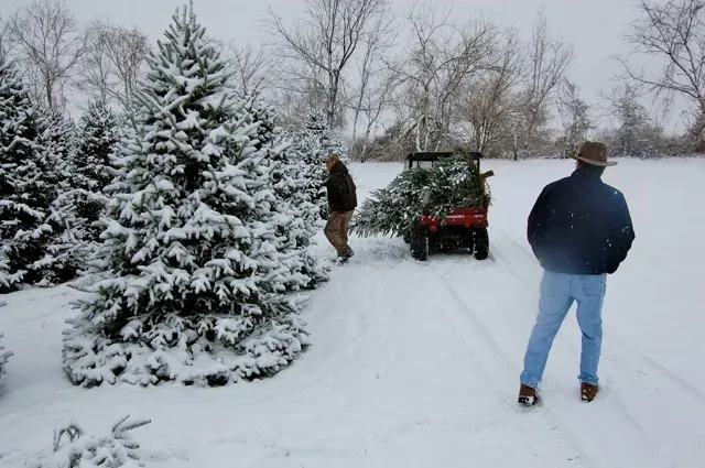 Walking the tree rows