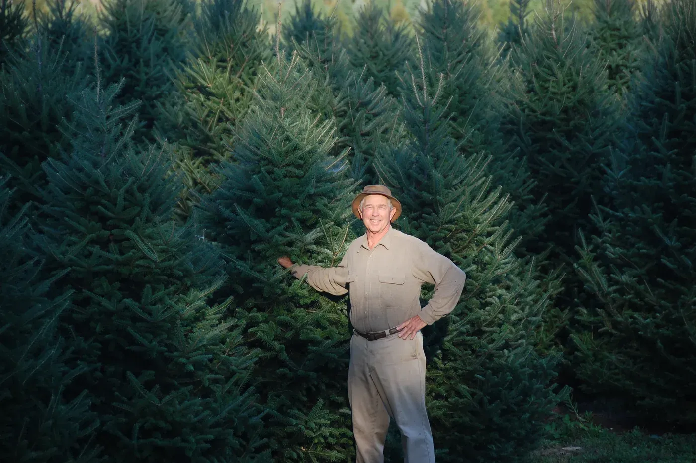 Fresh cut Fraser fir