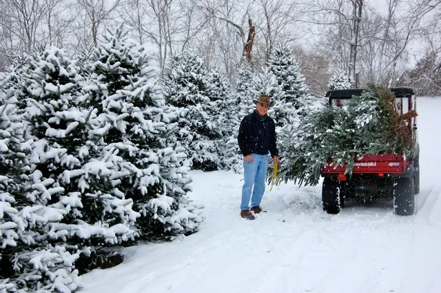 Selecting the perfect tree