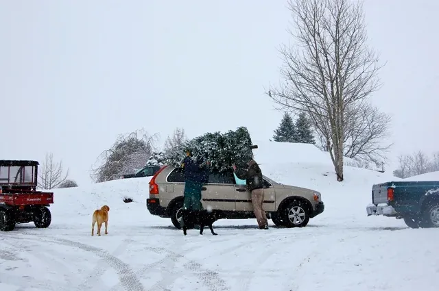 A well shaped Fraser fir