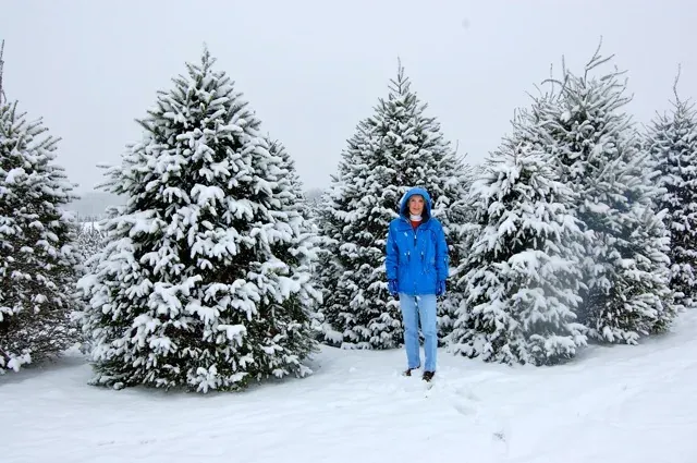 The tree farm in winter