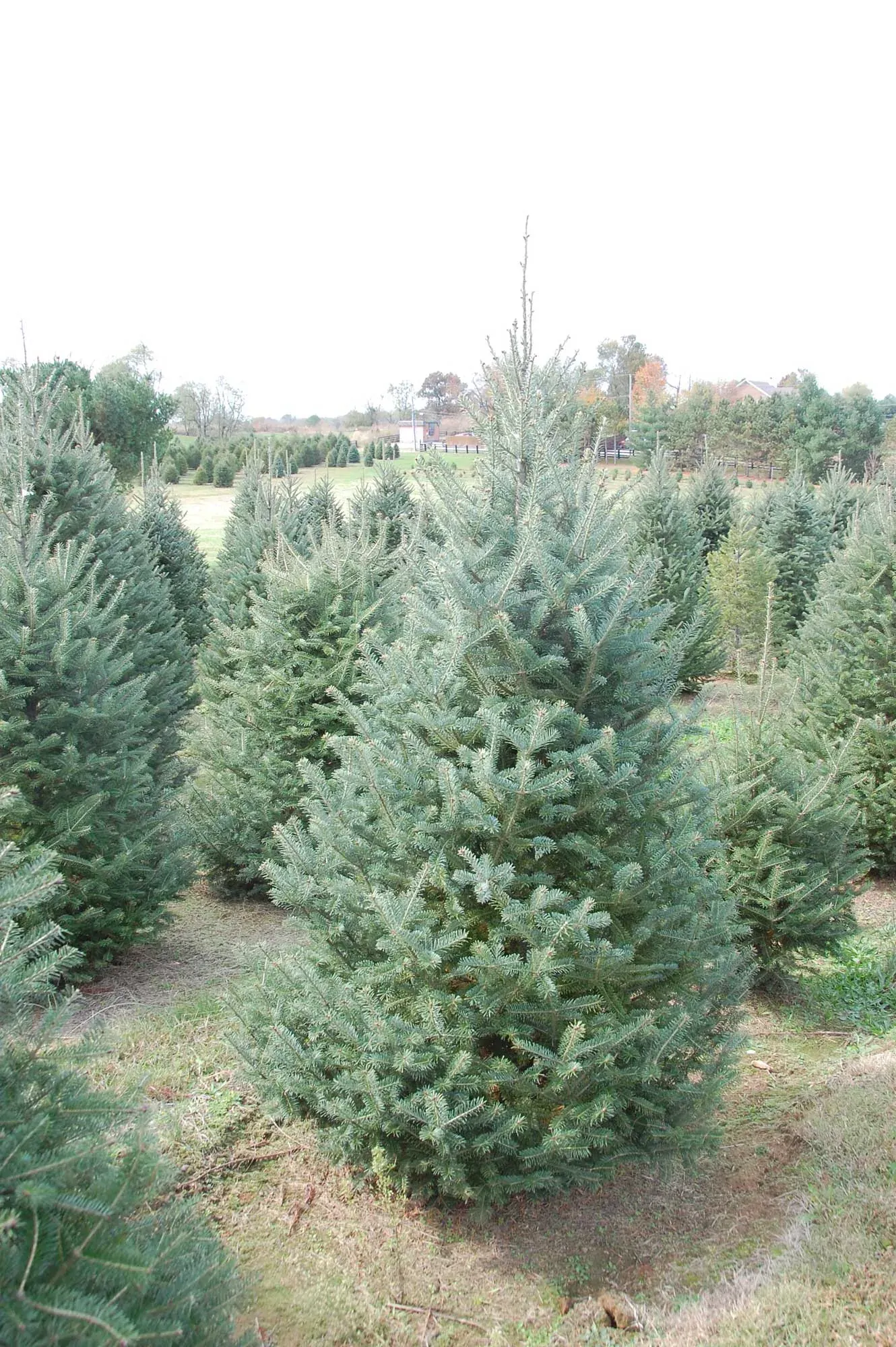 Fraser fir branches
