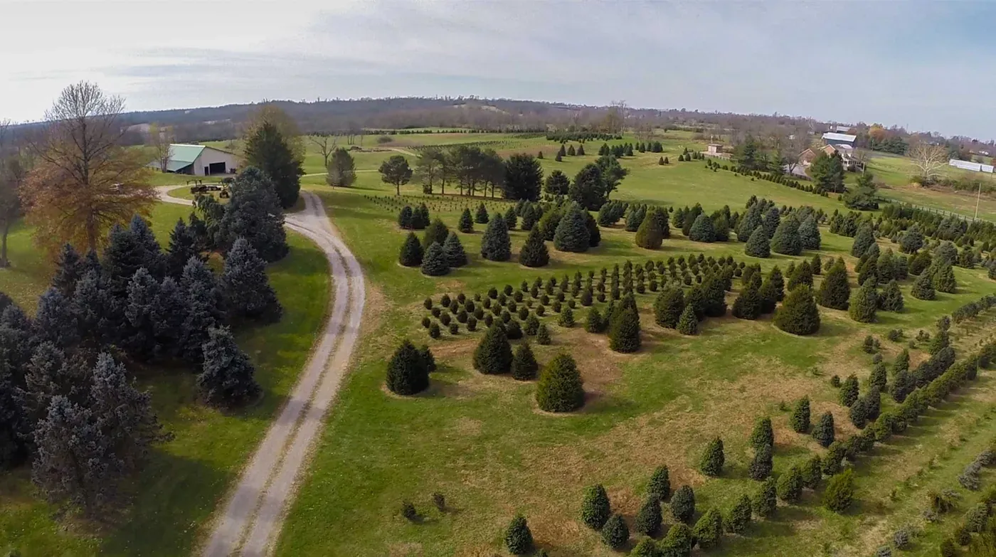 Aerial view of the tree farm