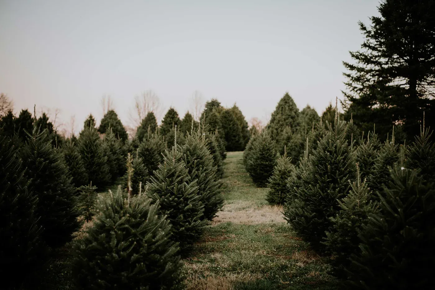 A patch of Fraser fir