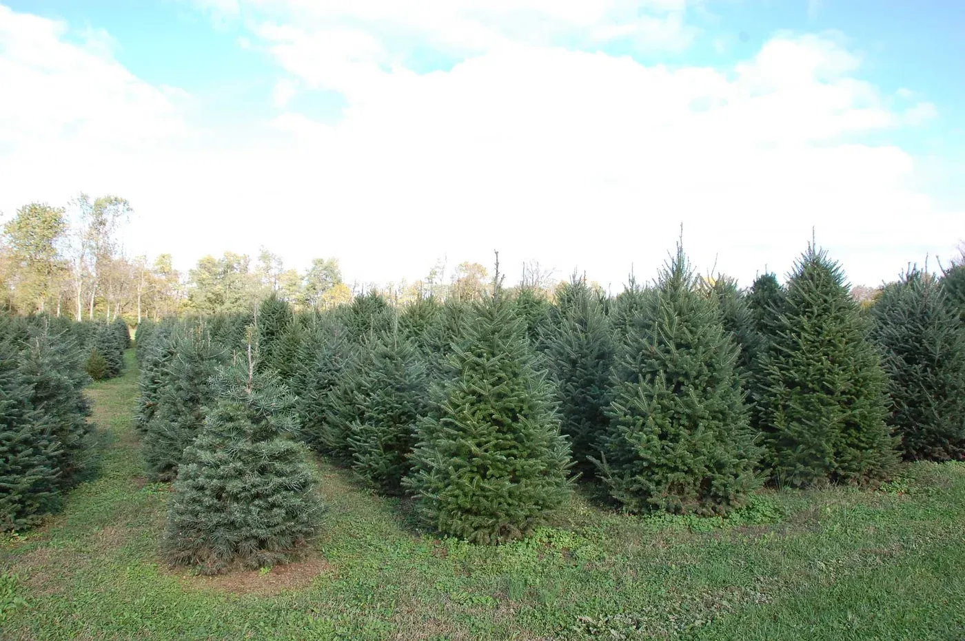 Growing Christmas trees