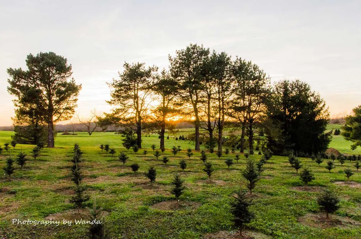 Young trees taking root