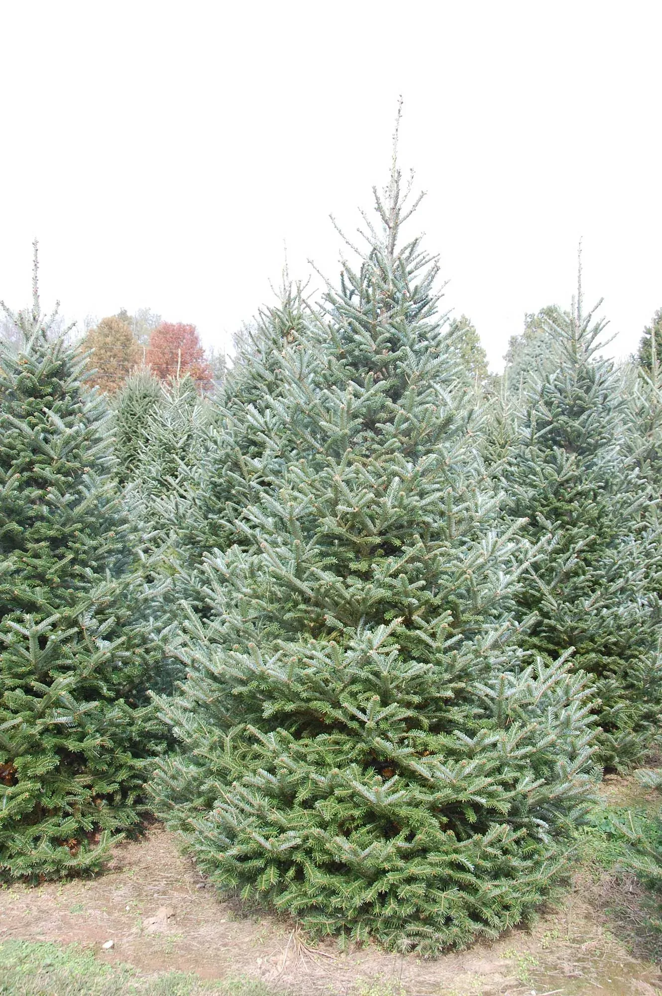 A prize Fraser fir